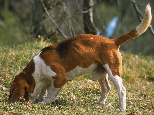 Beagles ont une des meilleures sens de l'odorat d'un chien de race.