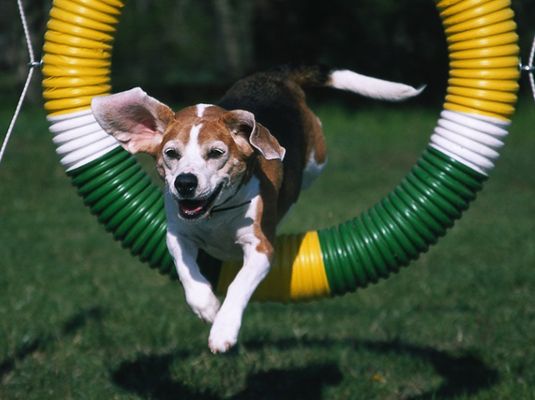 Formation pour participer à des essais d'agilité donne à votre Beagle un bon entraînement et permet de vous deux à