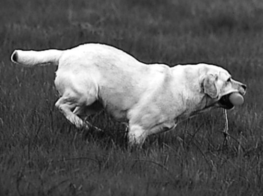 Labo's retrieving ability combined with their athleticism makes them a natural at flyball.