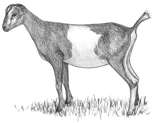 Une chèvre de LaMancha avec des oreilles de gopher