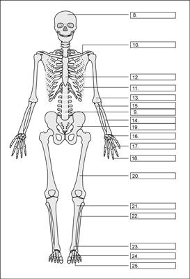 Photographie - Soutien de squelettes et les os