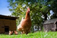 Photographie - Dix idées fausses sur la santé de poulet et traitements