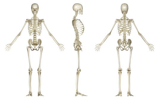 Les 5 fonctions de Dem Bones