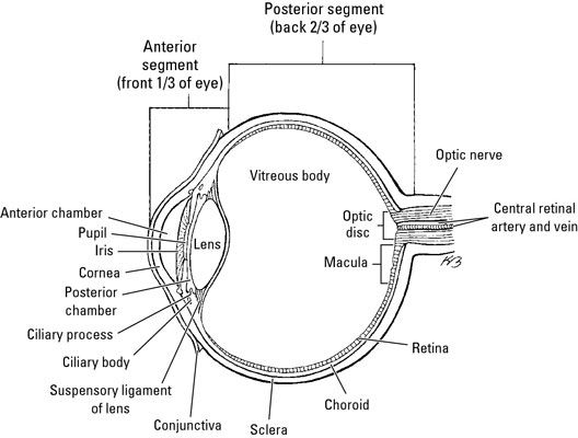 Photographie - L'anatomie de l'œil humain