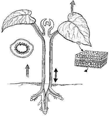 Les structures de base d'une plante vasculaire.