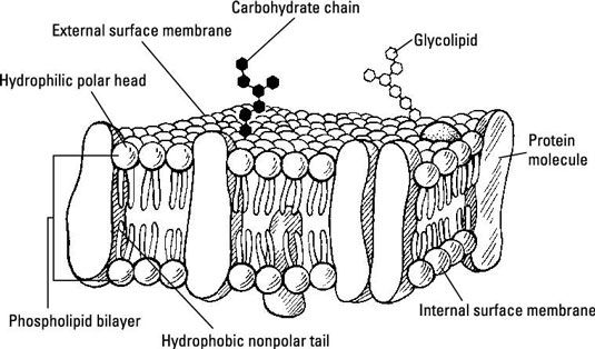La membrane de la cellule: diffusion, osmose, transport actif et