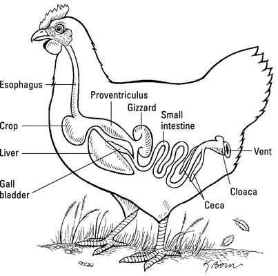 Photographie - Le système digestif d'un poulet