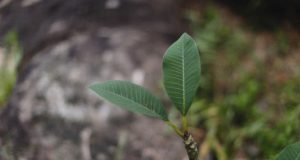 Devenez naturopathe à distance et transformez votre passion en carrière épanouissante naturopathe